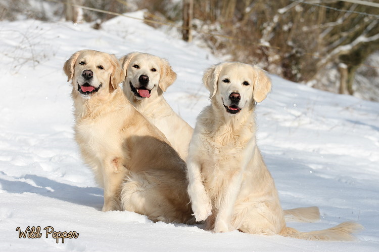 Wild Pepper Golden Retriever