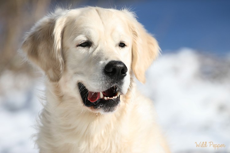 Wild Pepper Golden Retriever