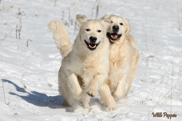 Wild Pepper Golden Retriever