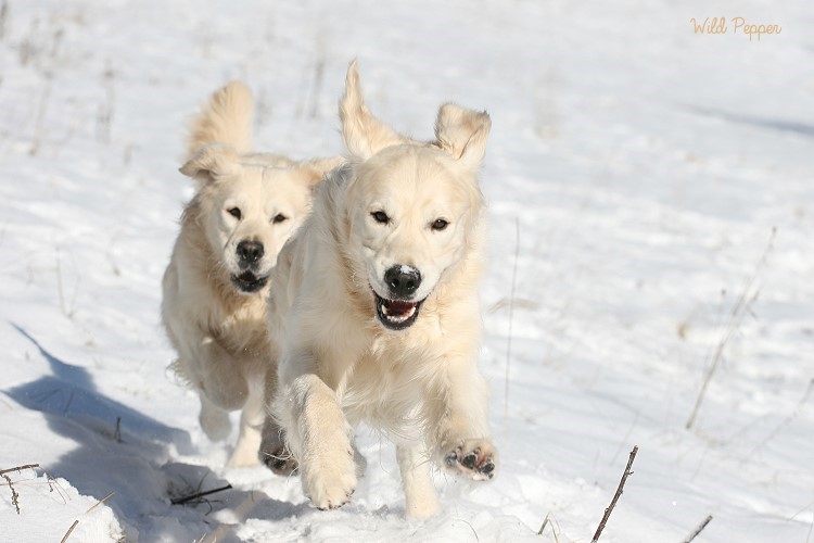 Wild Pepper Golden Retriever