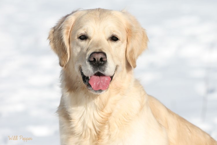Wild Pepper Golden Retriever