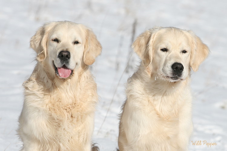 Wild Pepper Golden Retriever