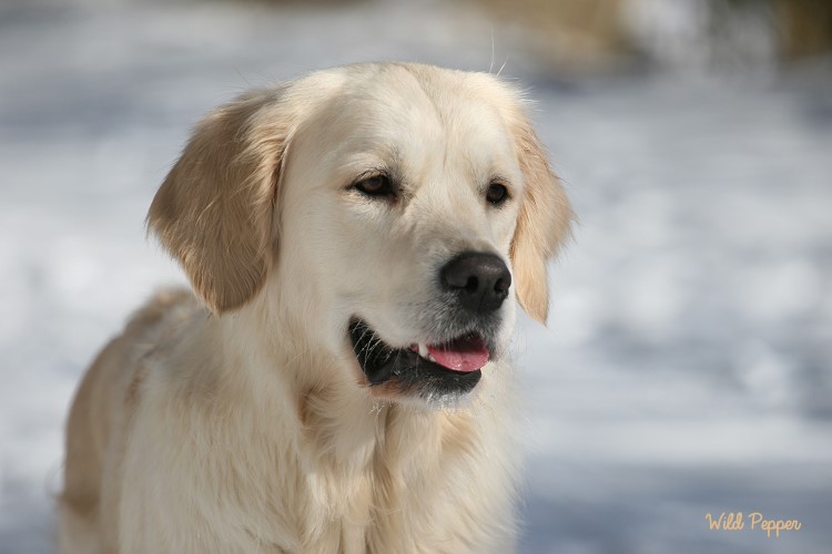 Wild Pepper Golden Retriever