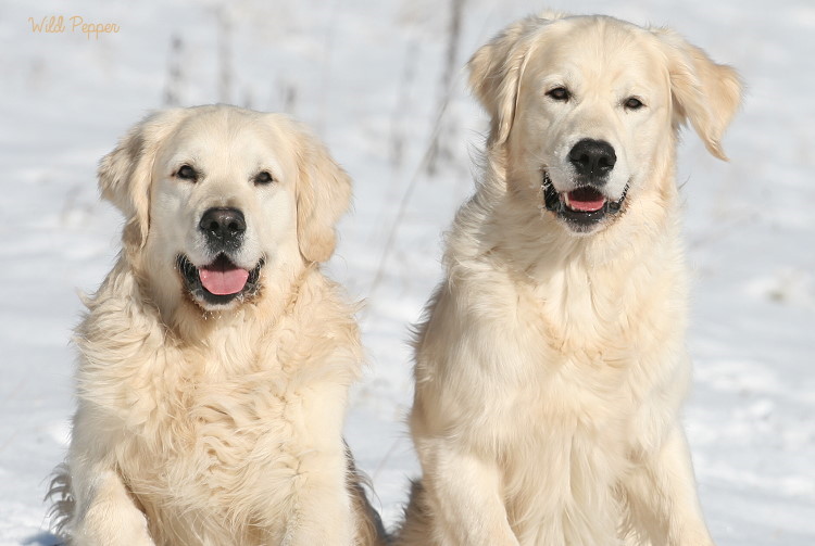 Wild Pepper Golden Retriever