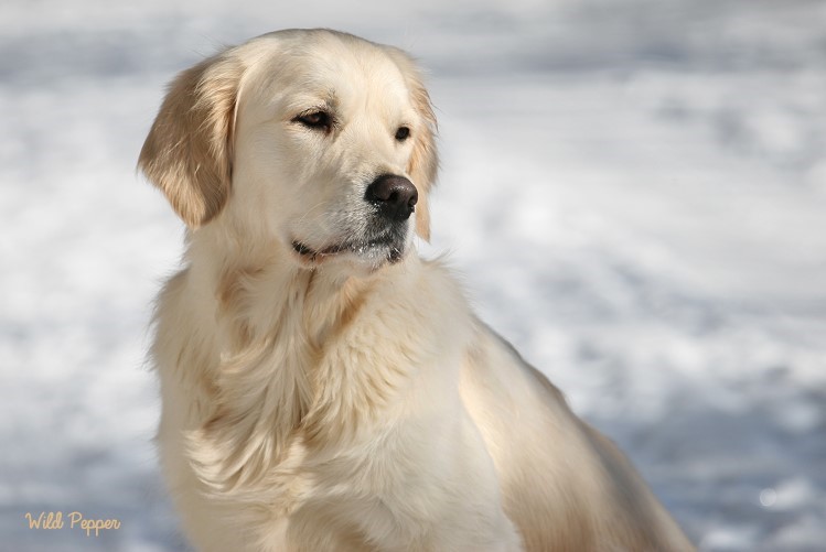 Wild Pepper Golden Retriever