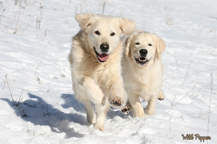 Wild Pepper Golden Retriever