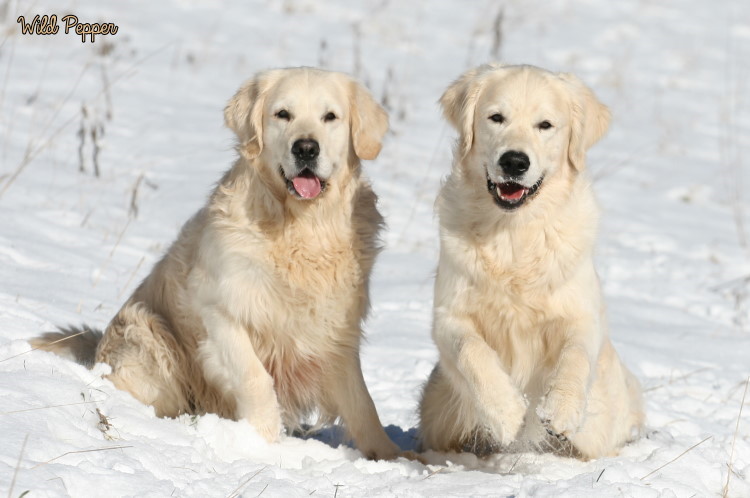 Wild Pepper Golden Retriever