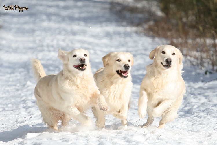 Wild Pepper Golden Retriever