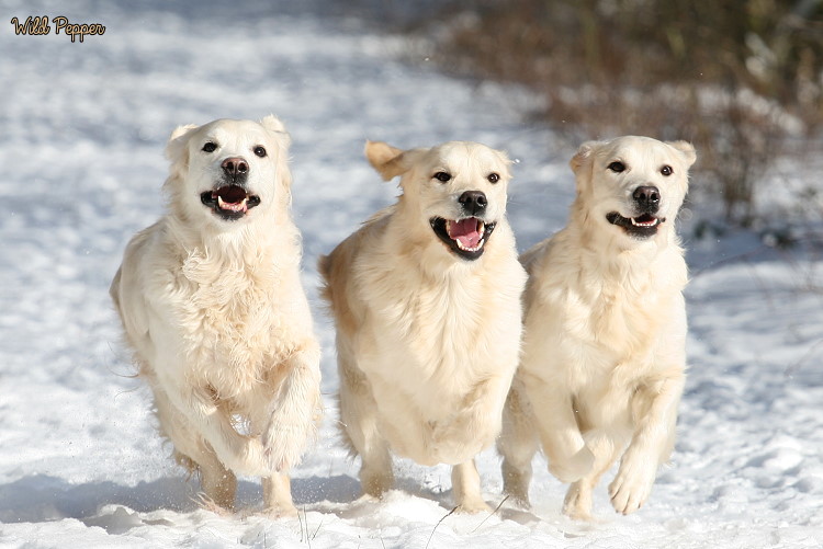 Wild Pepper Golden Retriever