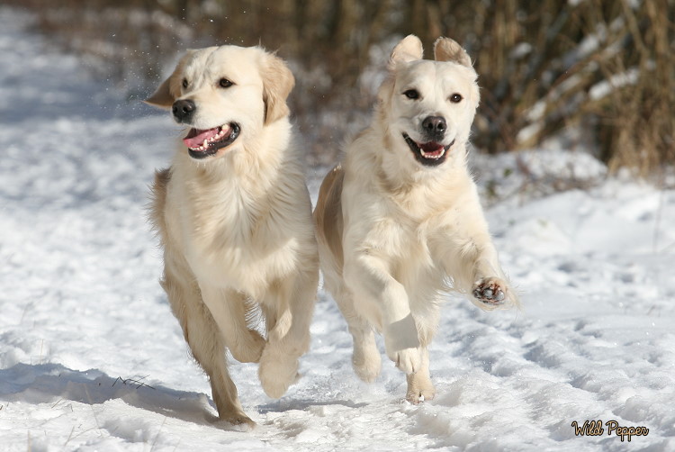 Wild Pepper Golden Retriever