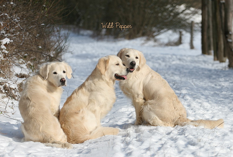 Wild Pepper Golden Retriever