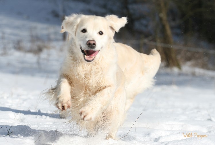 Wild Pepper Golden Retriever