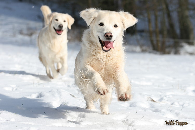 Wild Pepper Golden Retriever
