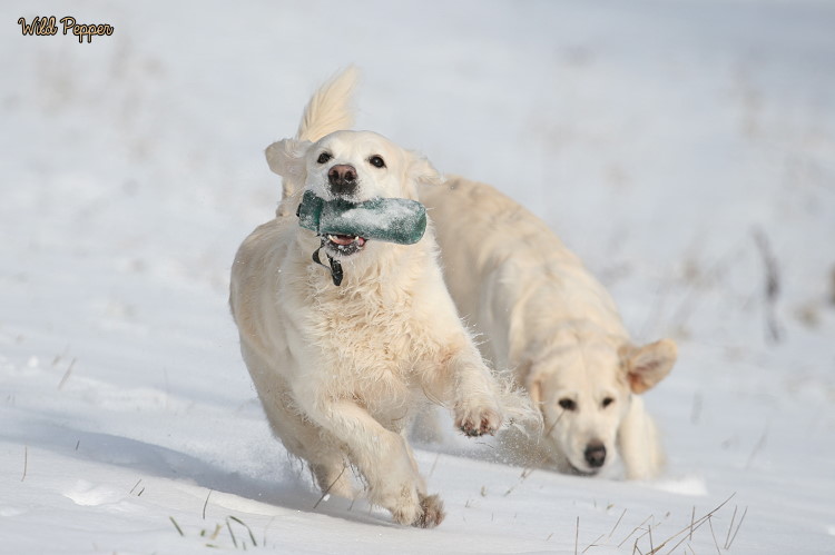 Wild Pepper Golden Retriever
