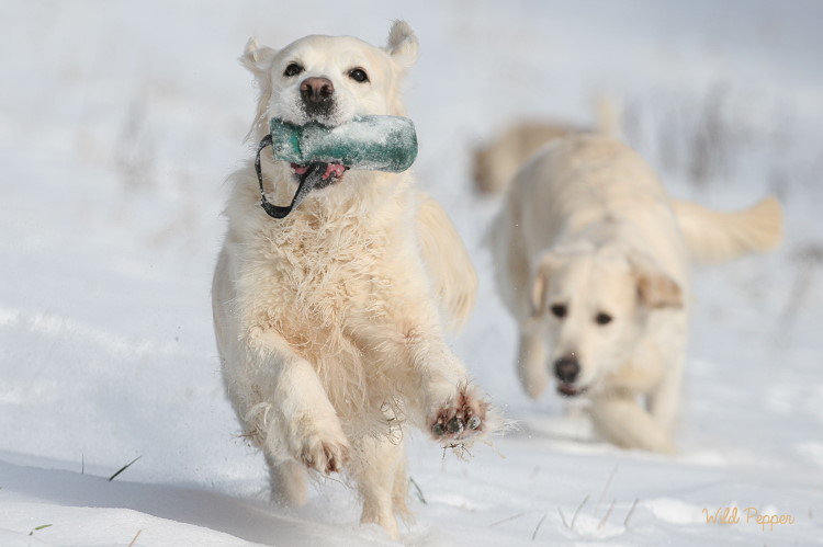 Wild Pepper Golden Retriever