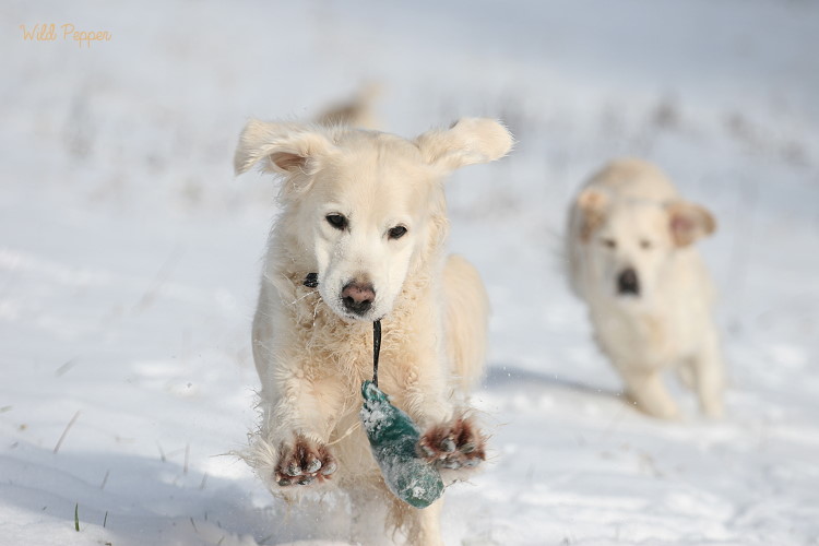 Wild Pepper Golden Retriever