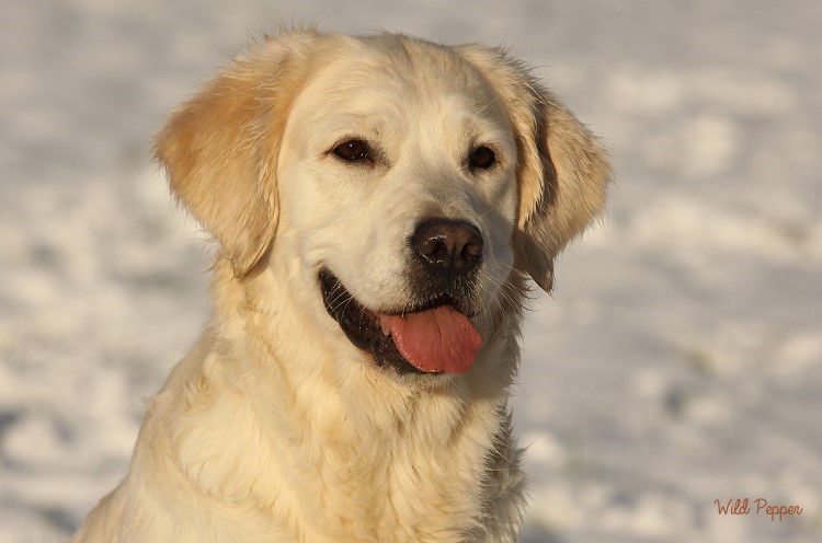 Wild Pepper Golden Retriever
