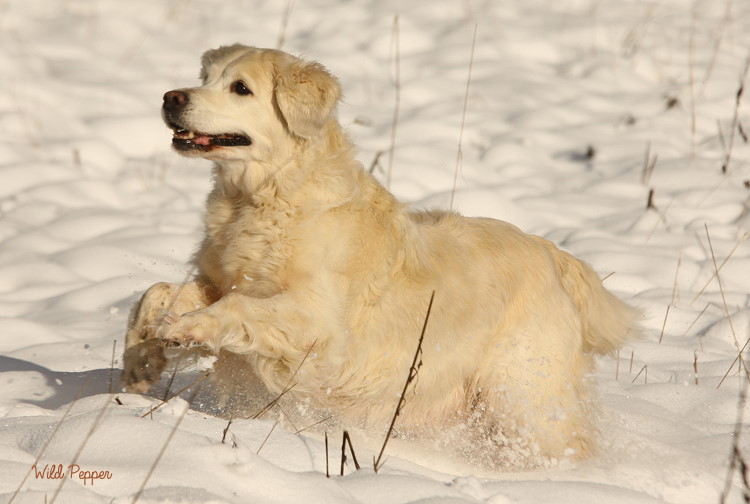 Wild Pepper Golden Retriever