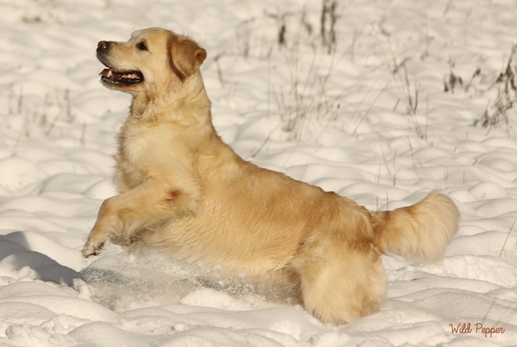 Wild Pepper Golden Retriever