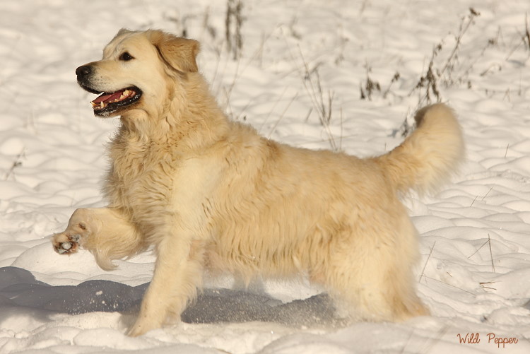 Wild Pepper Golden Retriever