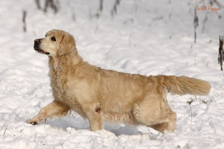 Wild Pepper Golden Retriever