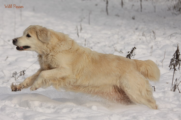 Wild Pepper Golden Retriever