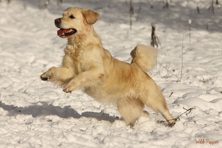 Wild Pepper Golden Retriever