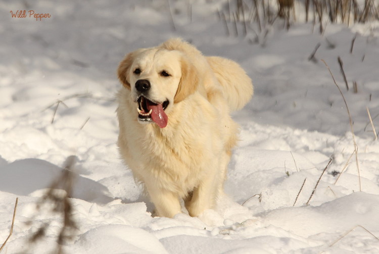 Wild Pepper Golden Retriever