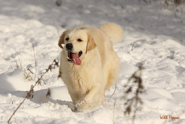 Wild Pepper Golden Retriever