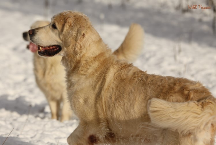 Wild Pepper Golden Retriever