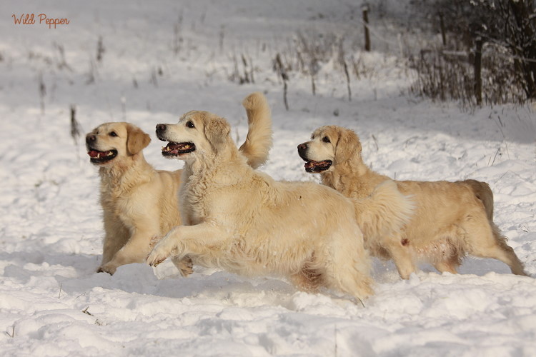 Wild Pepper Golden Retriever