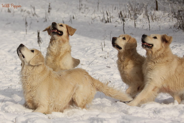Wild Pepper Golden Retriever