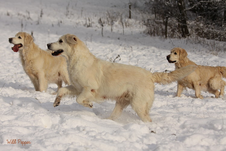 Wild Pepper Golden Retriever