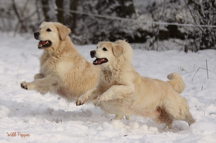 Wild Pepper Golden Retriever