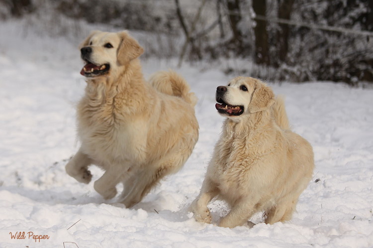 Wild Pepper Golden Retriever