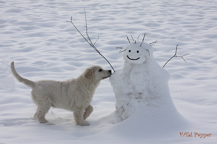 Wild Pepper Golden Retriever