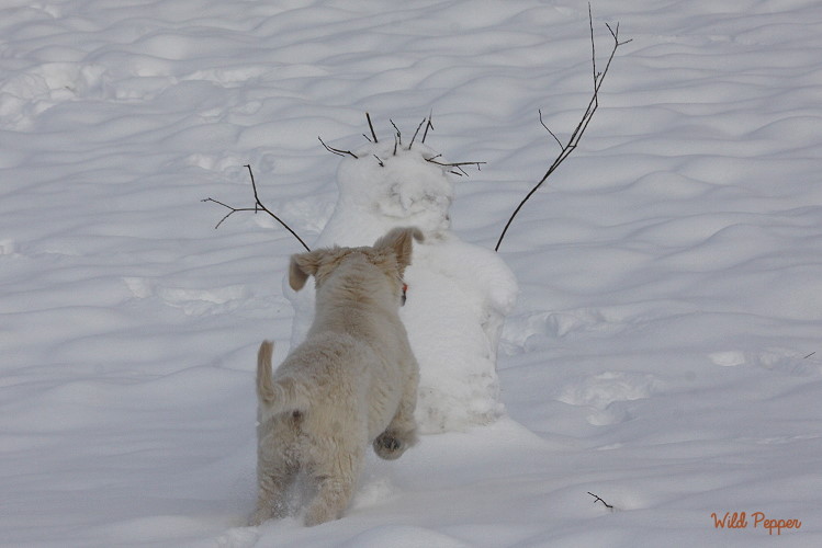 Wild Pepper Golden Retriever