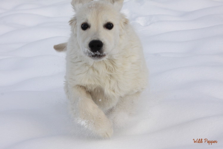 Wild Pepper Golden Retriever