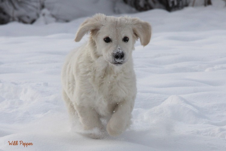 Wild Pepper Golden Retriever