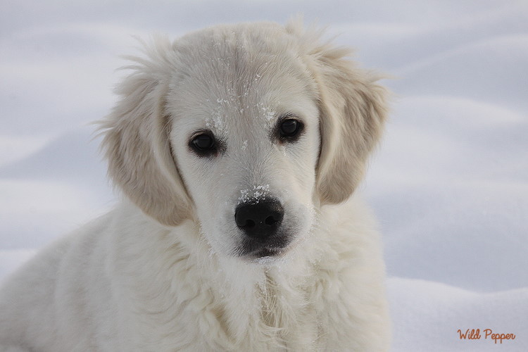 Wild Pepper Golden Retriever