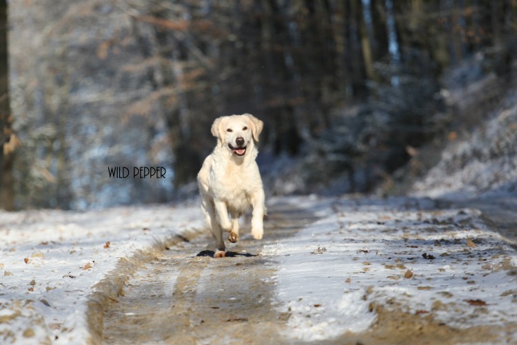 Wild Pepper Golden Retriever