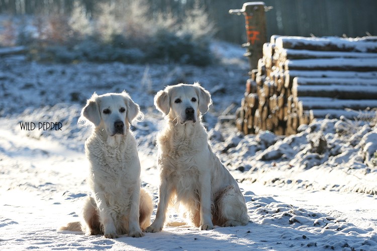 Wild Pepper Golden Retriever