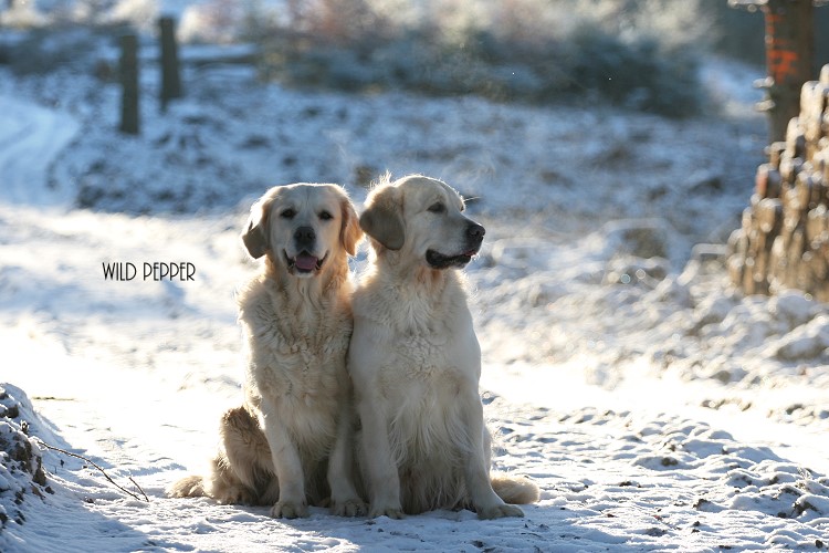 Wild Pepper Golden Retriever