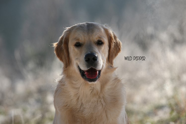 Wild Pepper Golden Retriever