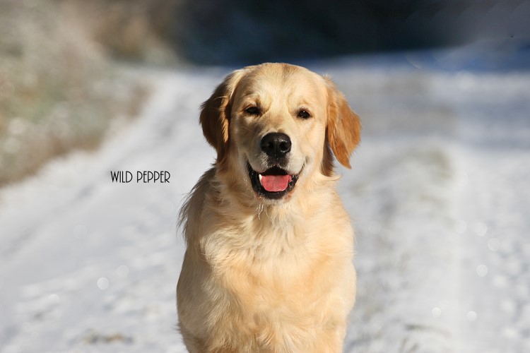 Wild Pepper Golden Retriever