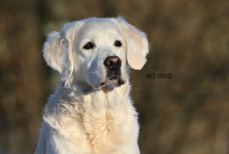 Wild Pepper Golden Retriever