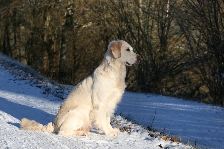 Wild Pepper Golden Retriever