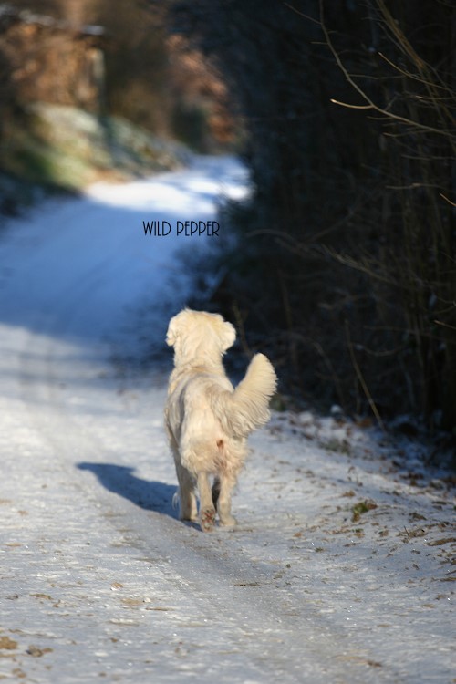 Wild Pepper Golden Retriever