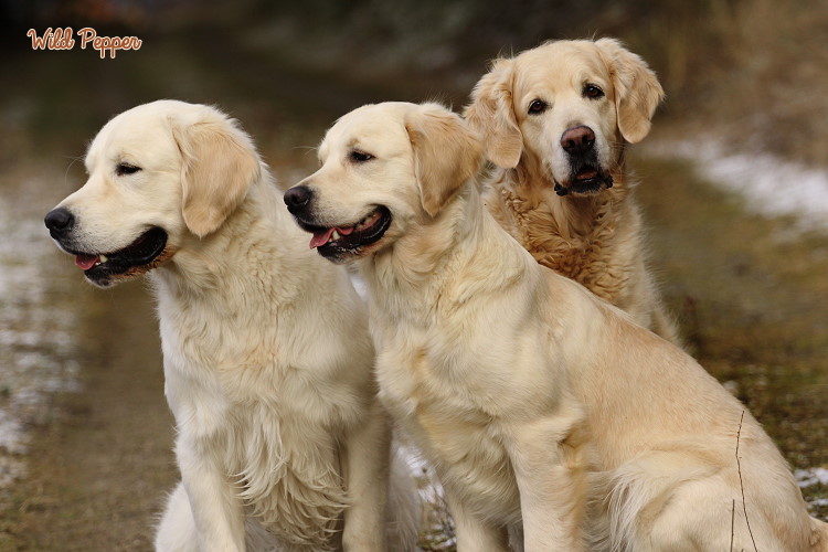 Wild Pepper Golden Retriever