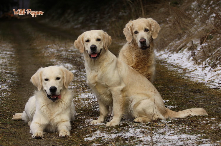 Wild Pepper Golden Retriever